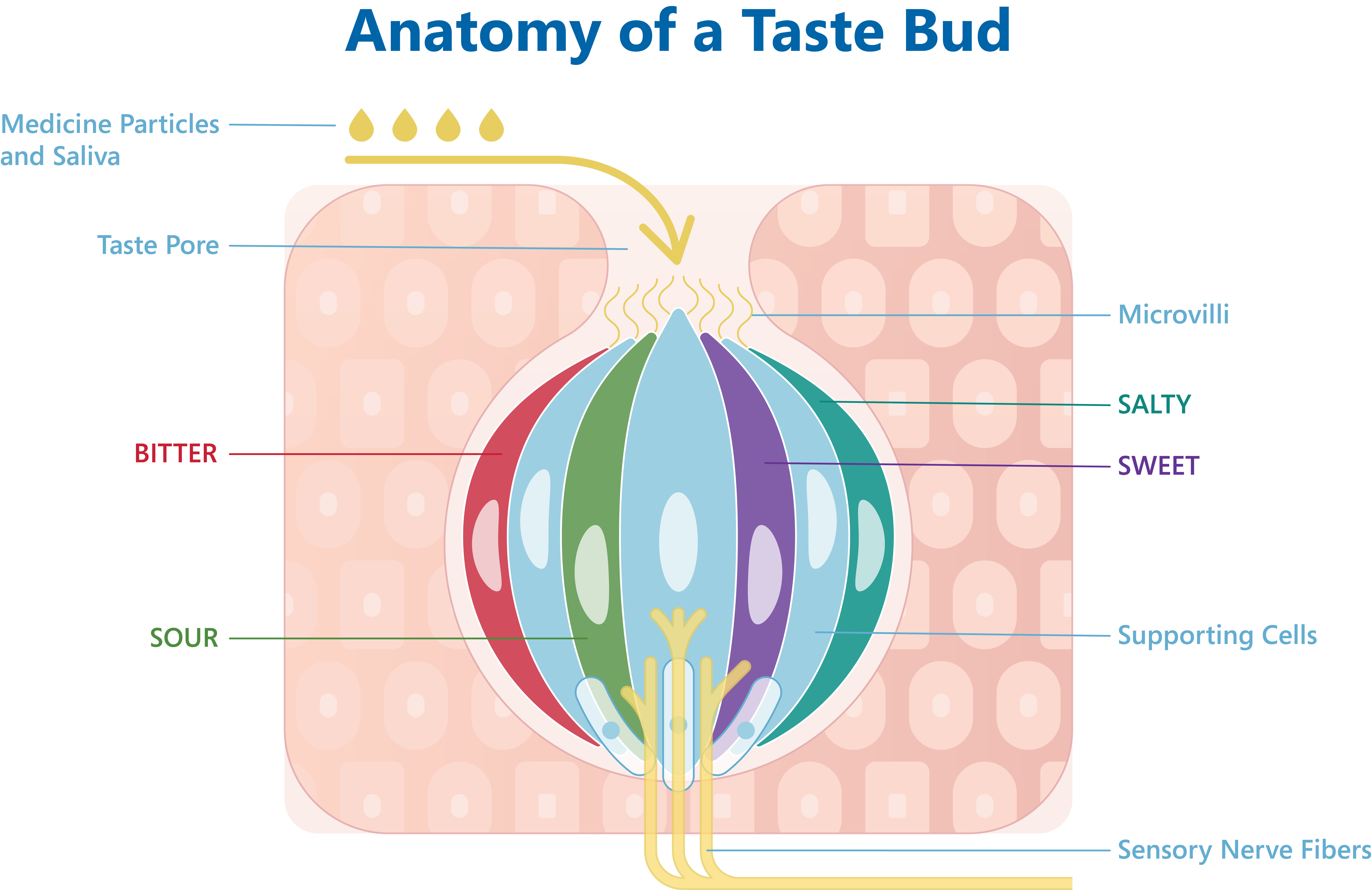 THE PCCA BLOG The Art of Flavoring How to Mask the Taste of Di